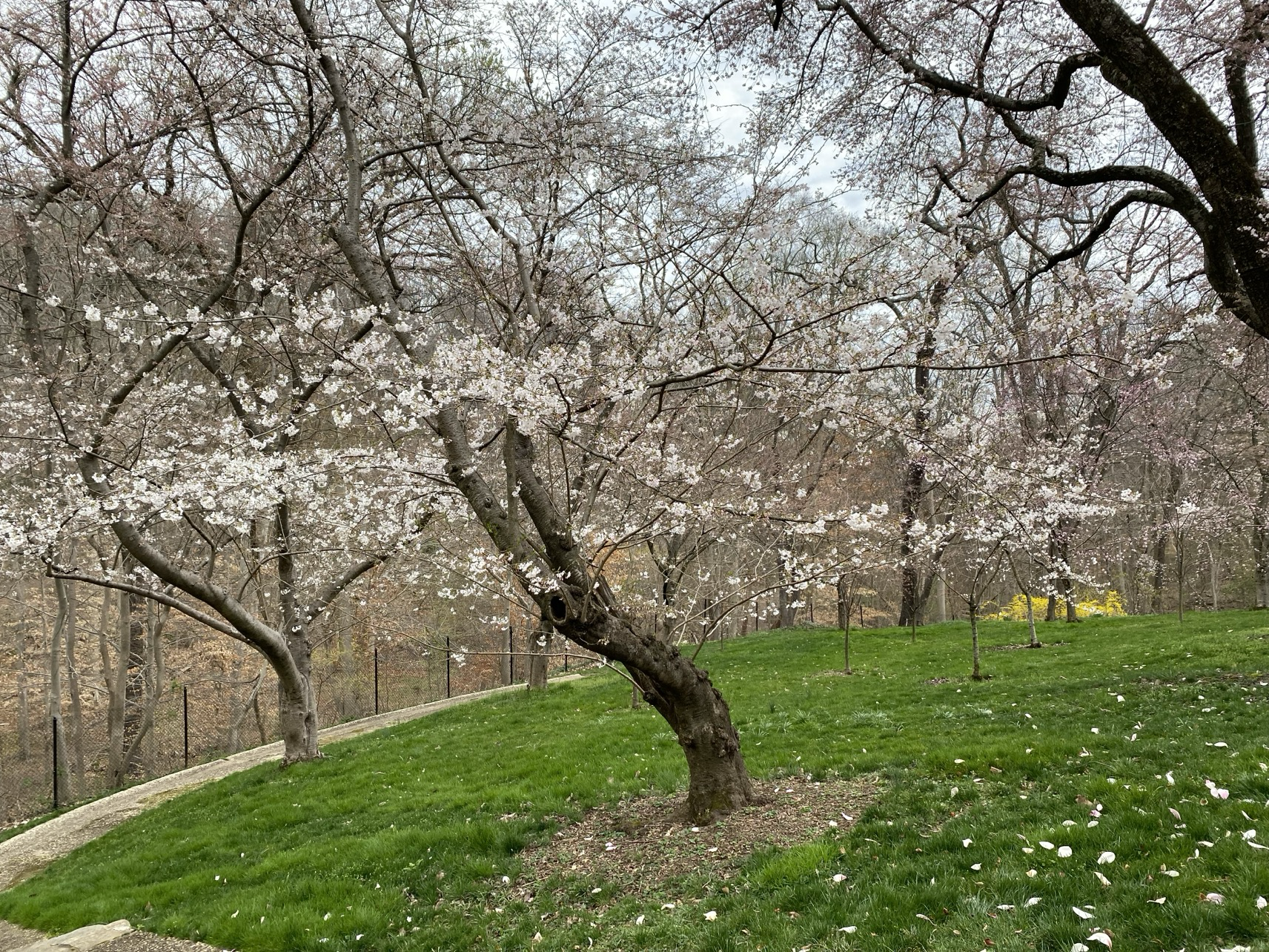 Cherry blossoms are beginning to bloom at Dumbarton Oaks. Photo courtesy of Dumbarton Oaks.