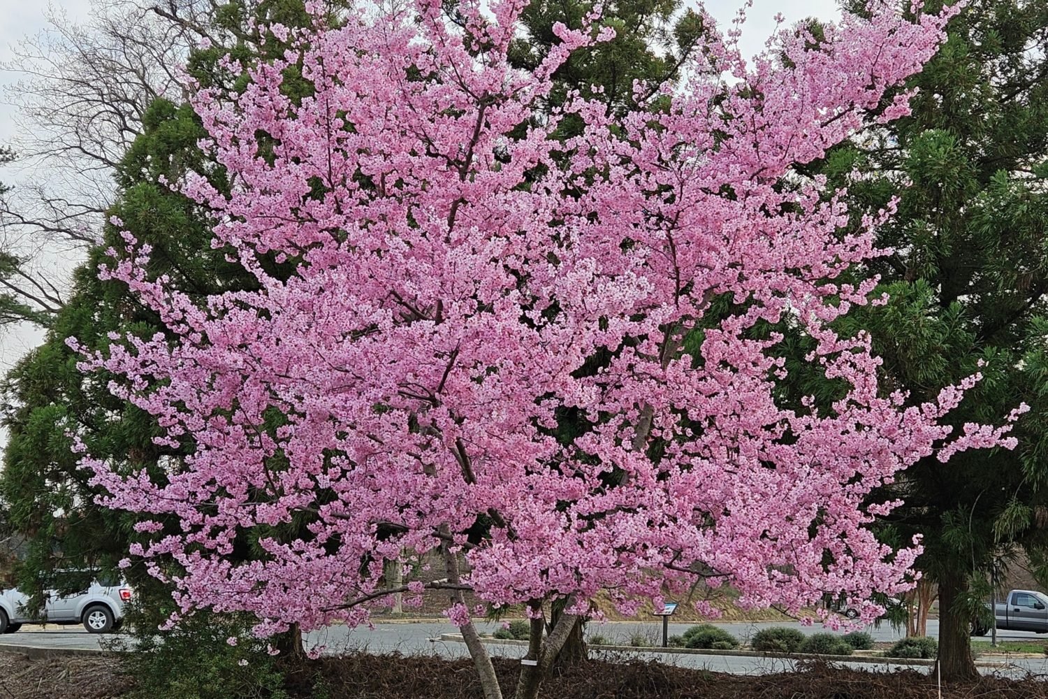 The Helen Taft varietal is currently in bloom at the Arboretum. Photo courtesy of US National Arboretum.