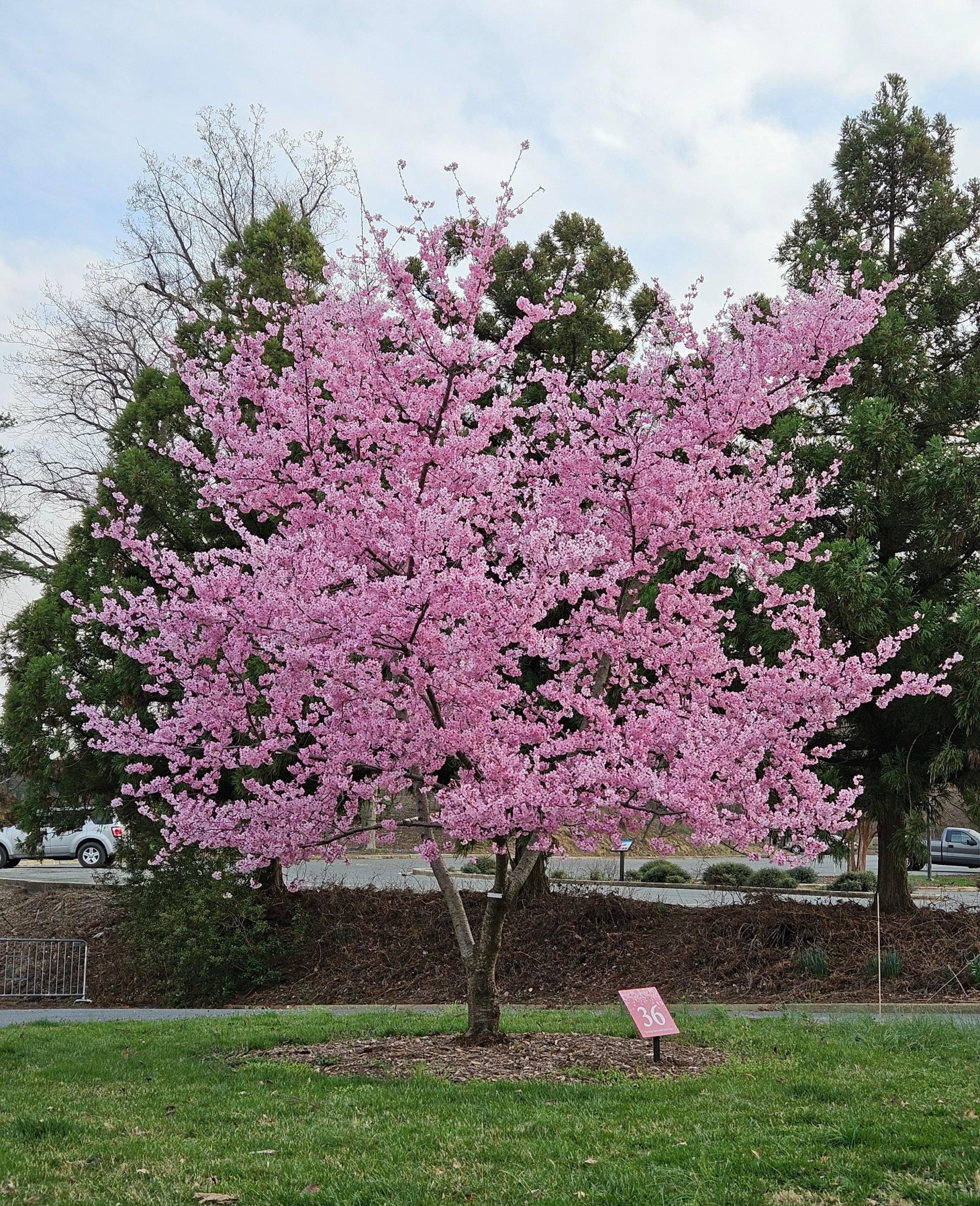 The Helen Taft varietal is currently in bloom at the Arboretum. Photo courtesy of US National Arboretum.