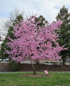 Where to See Cherry Blossoms This Weekend