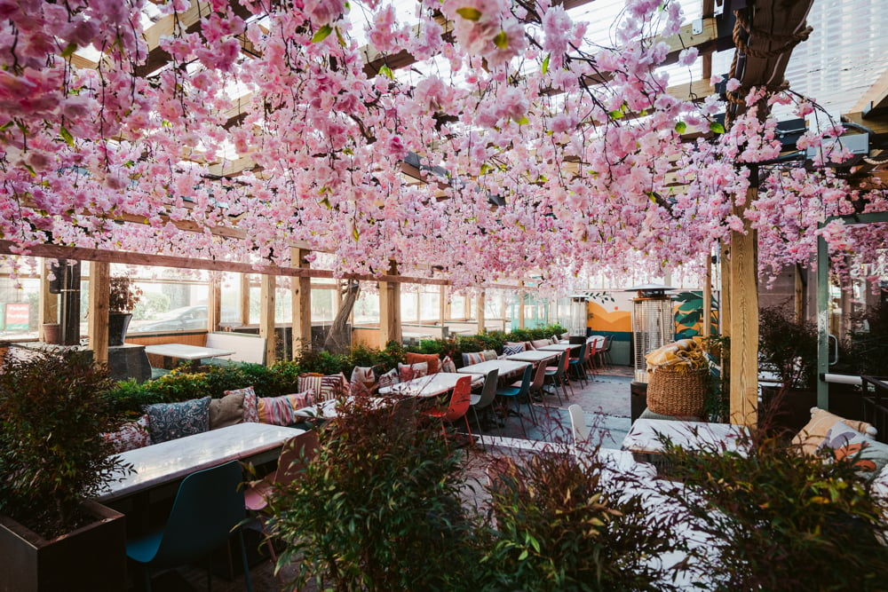 The Beauty of Cherry Blossom Season at Residents D.C.