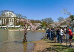 People Can’t Get Enough “Stumpy.” What’s the Story Behind DC’s Most Beloved Tree?