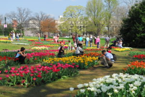 Where to Find Gorgeous Fields of Flowers Around DC