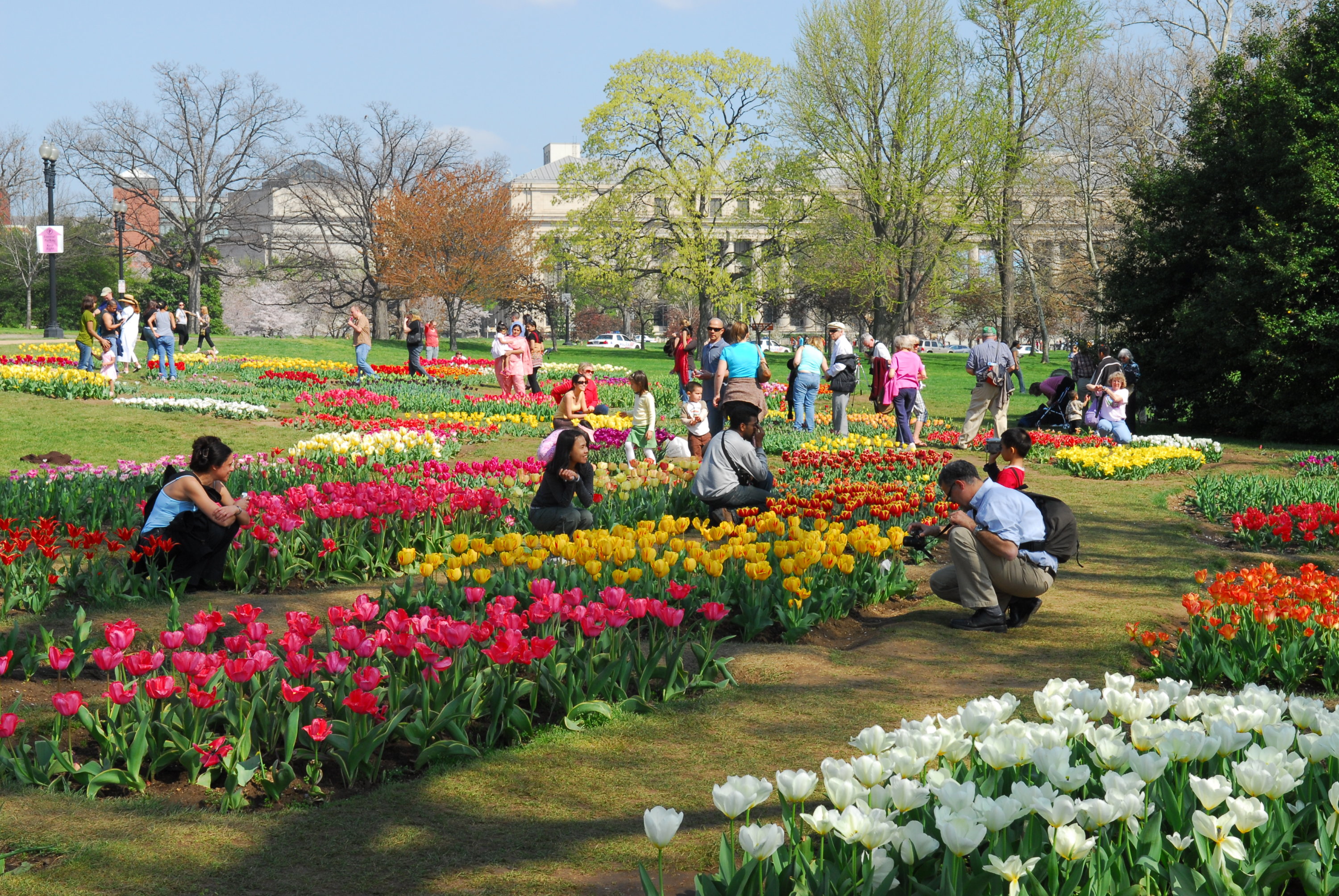 Where to Find Gorgeous Fields of Flowers Around DC - Vimarsana News
