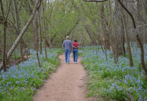 Bluebells Are in Peak Bloom at Bull Run Regional Park