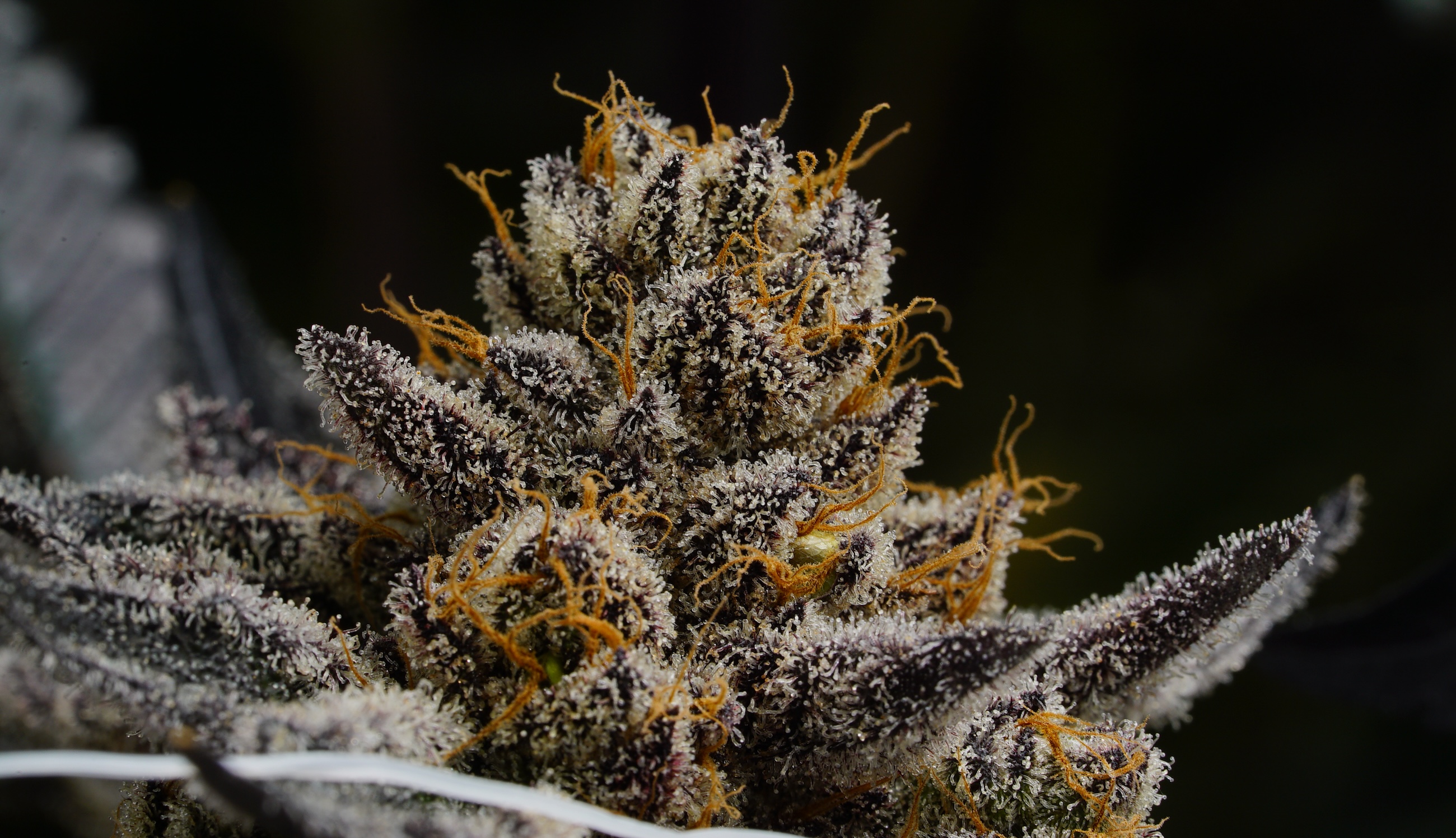 DC's Tax Holiday for Medical Marijuana Has Been Extended - Vimarsana News