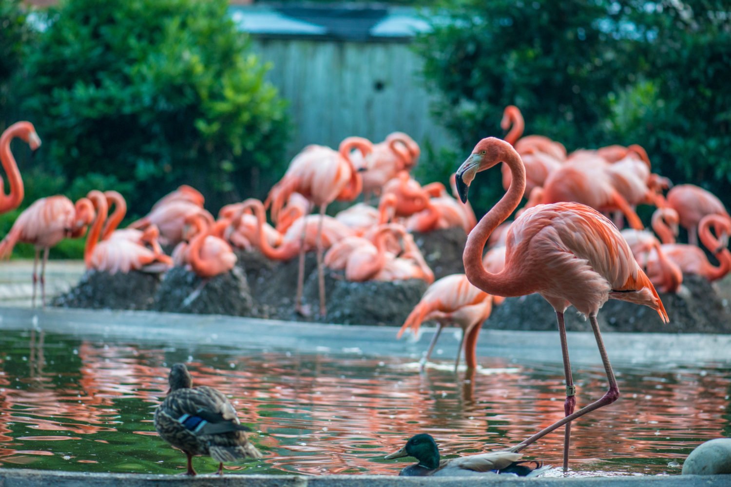 A flock of flamingos in the Smithsonian Zoo.