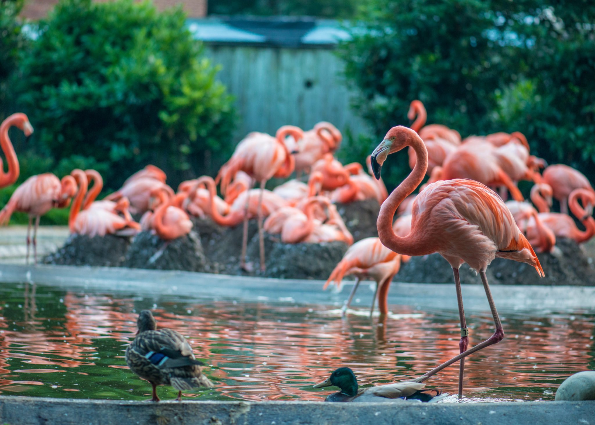 A flock of flamingos in the Smithsonian Zoo.