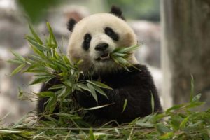 Pandas Are Coming Back to DC, and Their New Merch Is Already Here