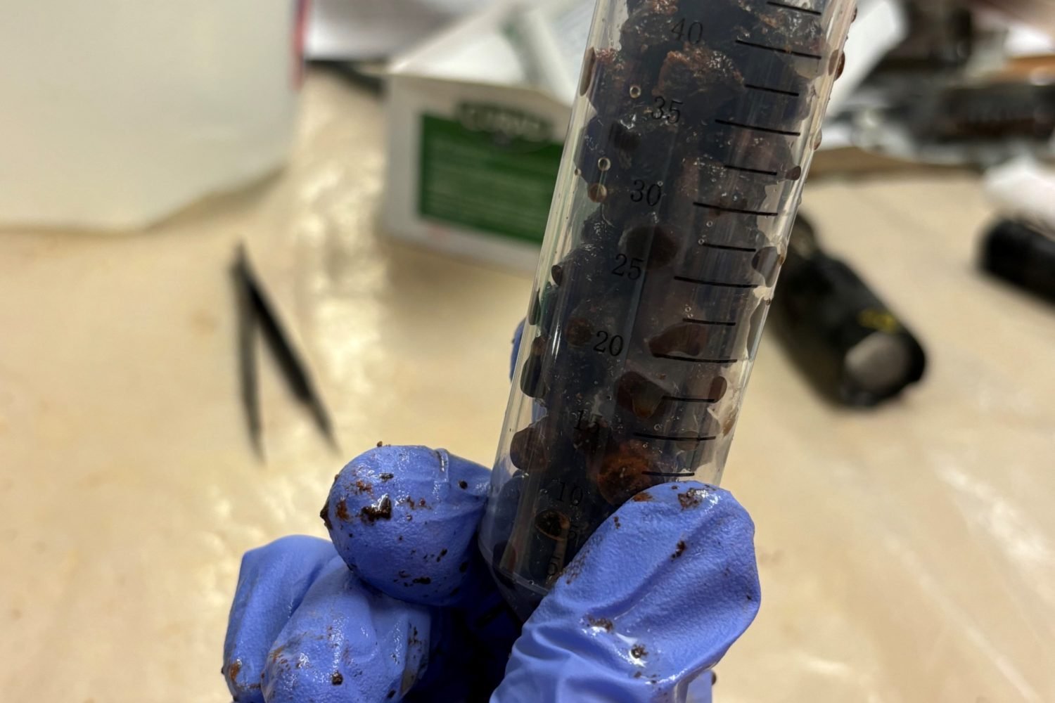 Preserved cherries found at Mount Vernon. Photo courtesy of Mount Vernon Ladies’ Association (MVLA).