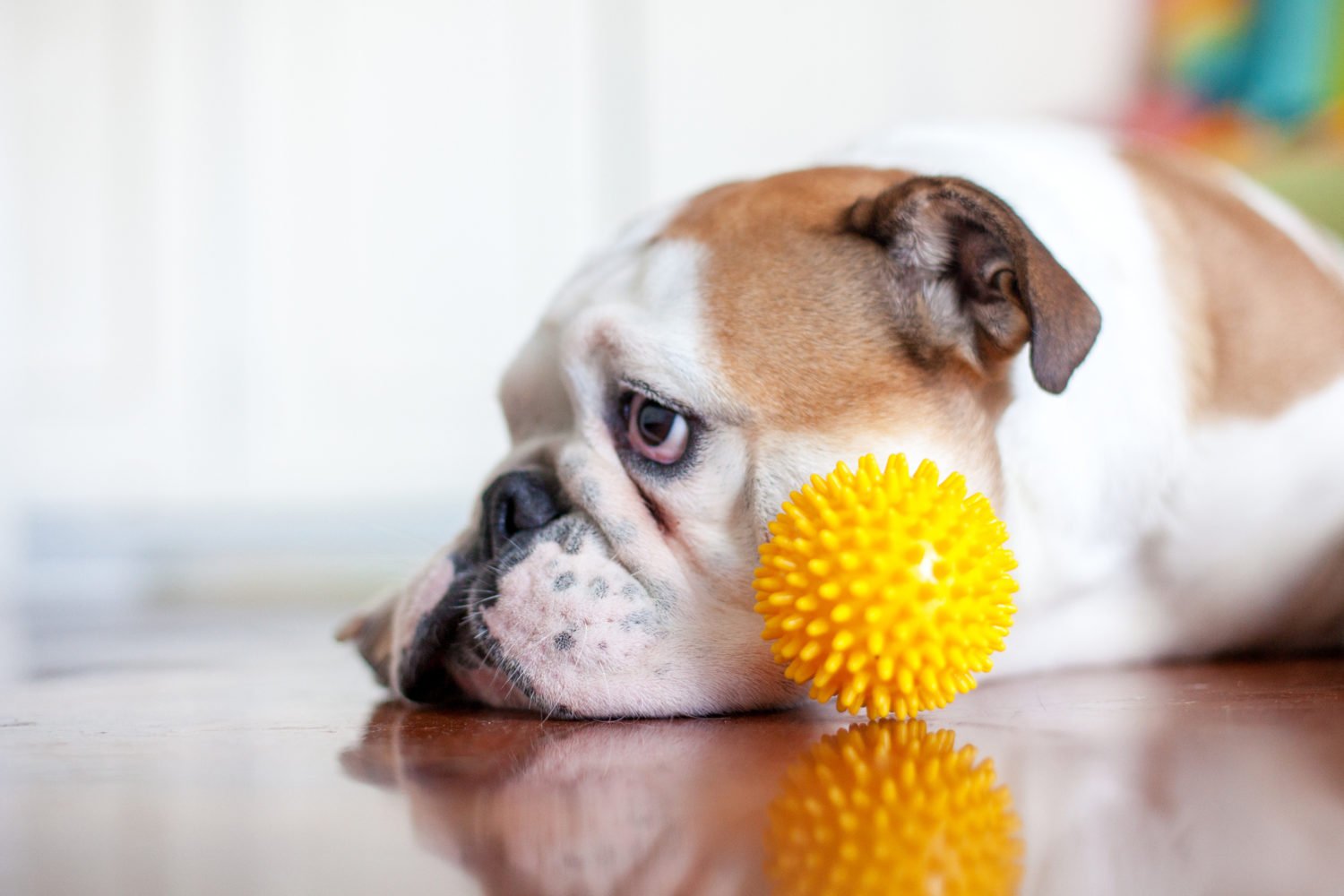 Stir-crazy dog cooped up inside due to excessive heat