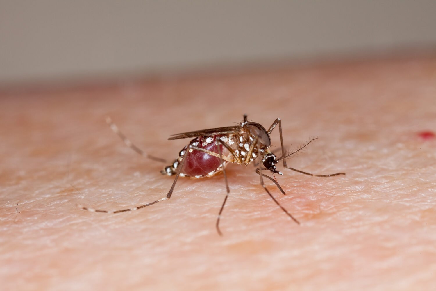 A mosquito. Shoo!
