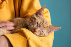 Thinking About Getting a Pet? These DC Area Shelters Are Waiving Adoption Fees This Month.