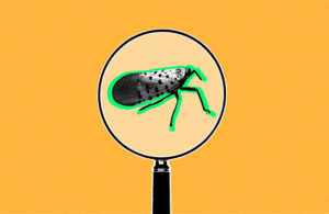 It’s Not Just Giant Flying Spiders: Pests in the News