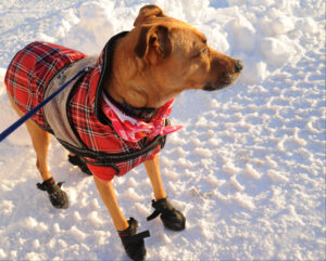 How to Keep Your Dog Safe From Stray Voltage on DC Streets