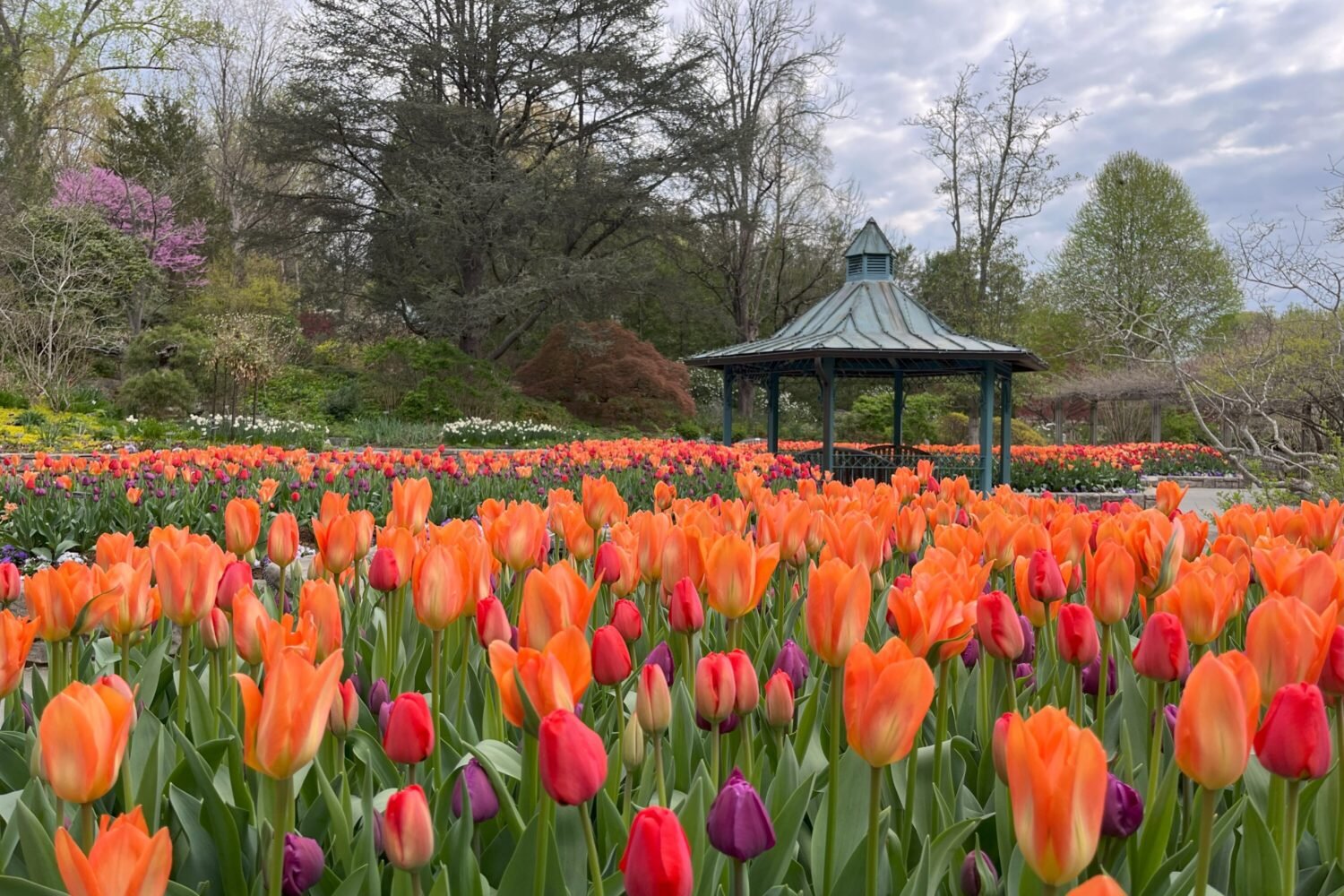 The tulips at Brookside Gardens. Photograph by Erin Pant, Montgomery Parks, MNCPPC, from Montgomery Parks on Flickr.