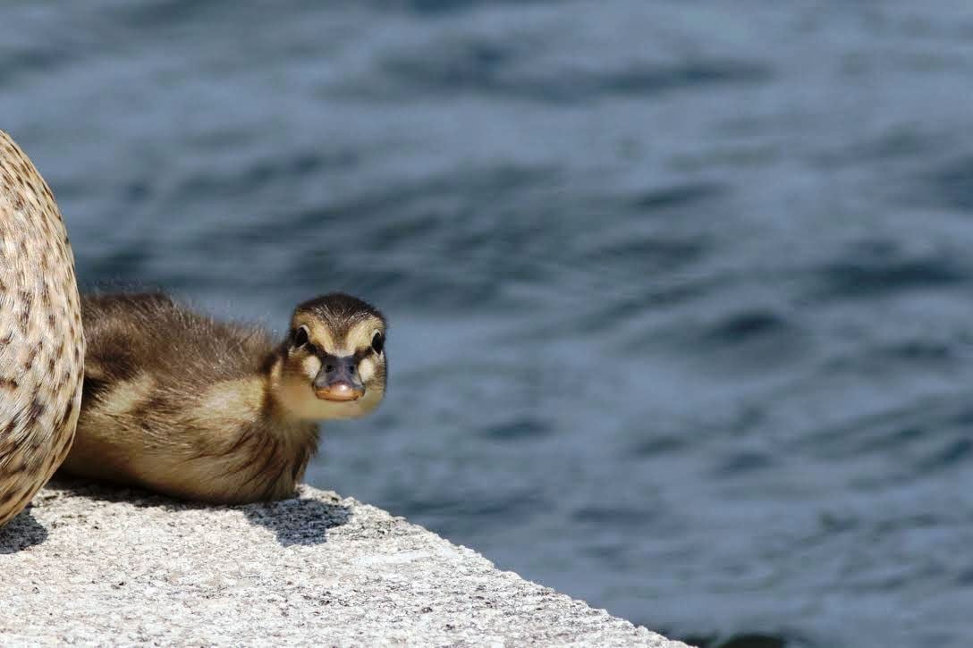 Curious Peeper by Peter D - Washingtonian
