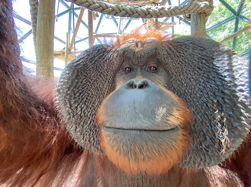 patrick - Washingtonian Patrick, an orangutan at the Metro Richmond Zoo. Photo courtesy of Metro Richmond Zoo.
