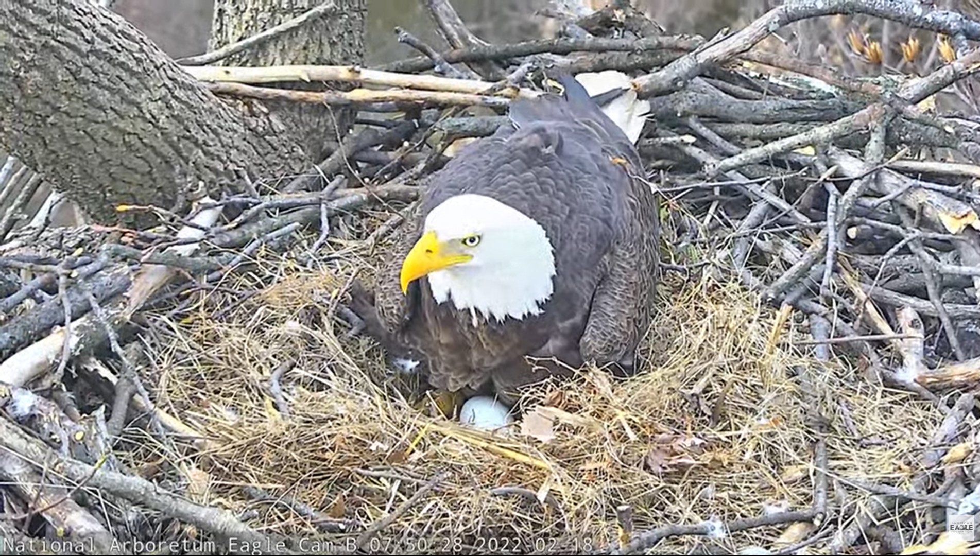 bald-eagles-eggs - Washingtonian