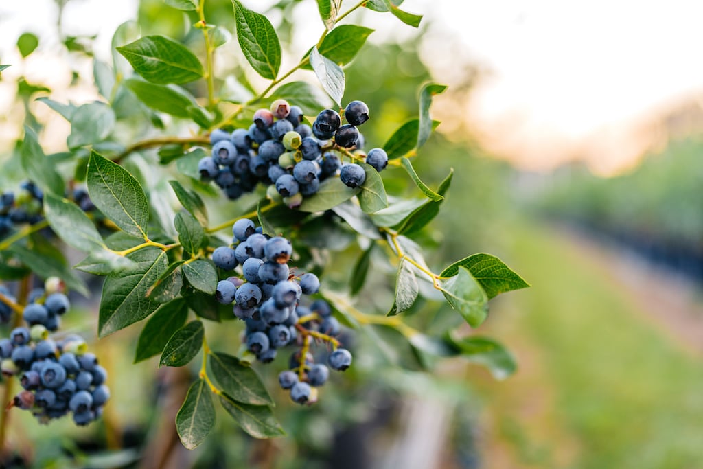 Blueberries On A Branch In An Agricultural Field - Washingtonian