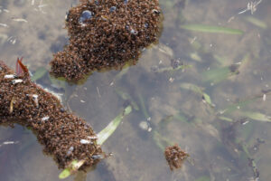 Biting, Stinging, Red Imported Fire Ants Are Closing In on the DC Area
