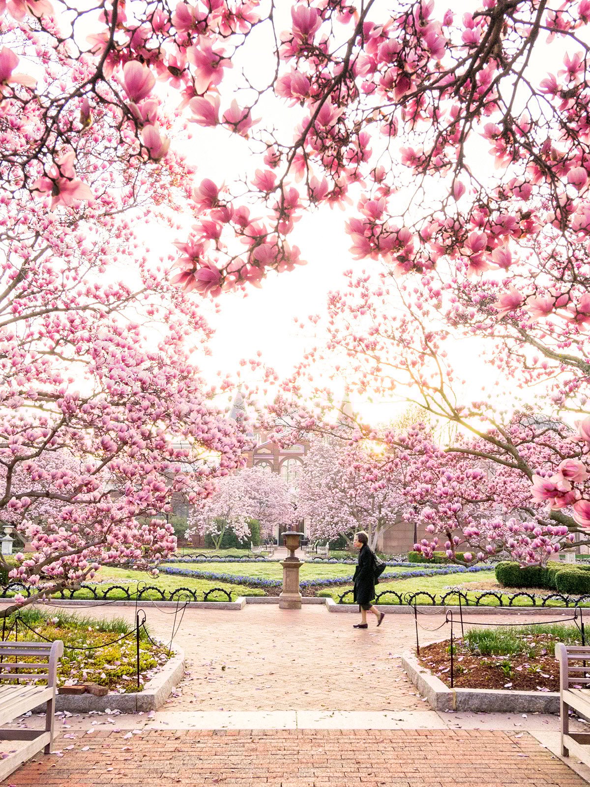magnolias-abp-cropped - Washingtonian