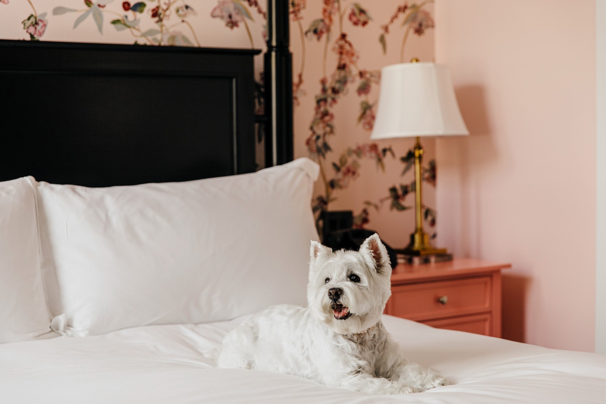 Dog Friendly_First Lady Suite_Ida McKinely_Wide_High Res copy - Washingtonian