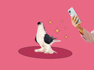 Alexandria’s “Fancy Pigeon” Has a New Home