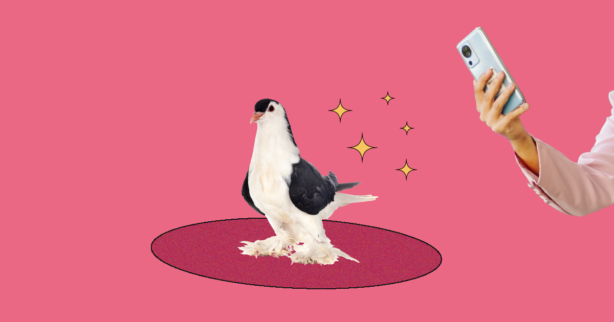 Alexandria's "Fancy Pigeon" Has a New Home