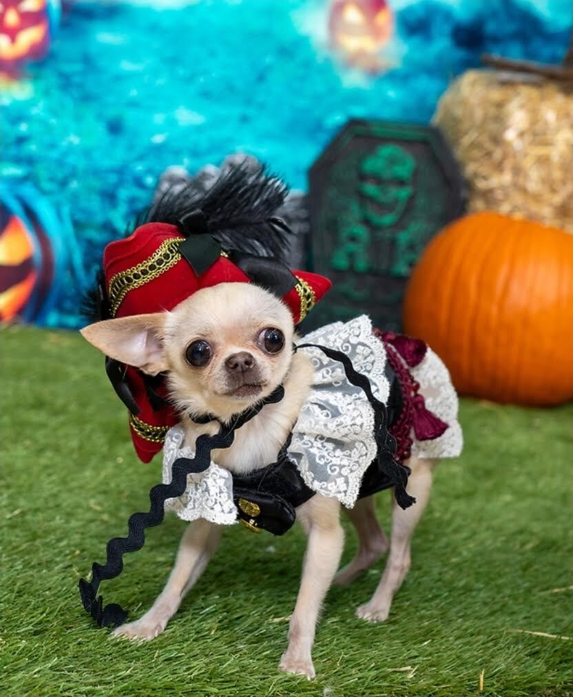 Trick or treat at boutiques in Old Town. Photograph by Zachary De La Fuente.