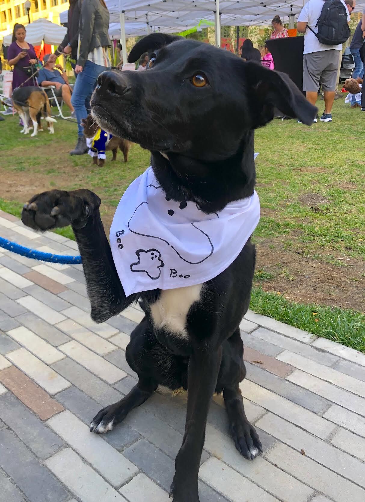 Decorate a bandana for your dog at Howl-oween. Photograph courtesy of Museum of Contemporary Art Arlington.