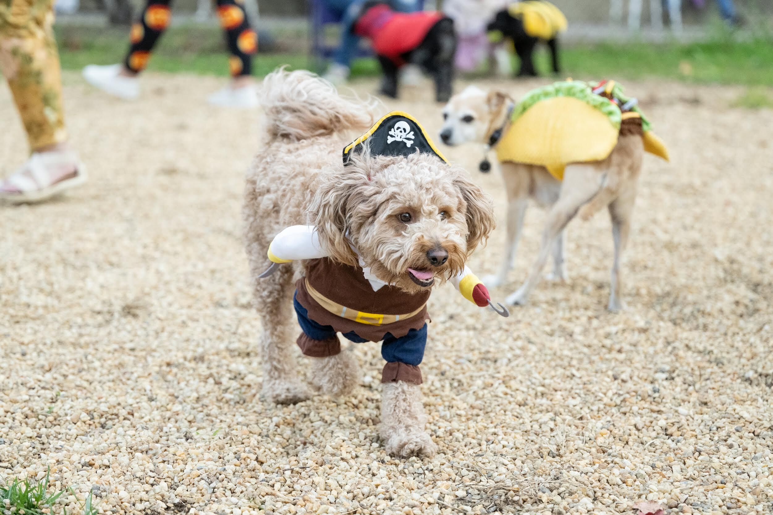 Bring your dog in costume to the party at Gateway Park Interim Dog Park. Photograph by Chris Ferenzi.