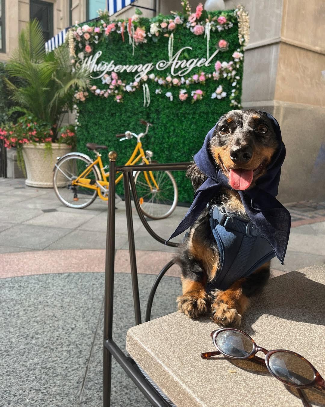 Pair costumes with happy hour at Café du Parc in the Willard InterContinental. Photograph courtesy of Café du Parc.